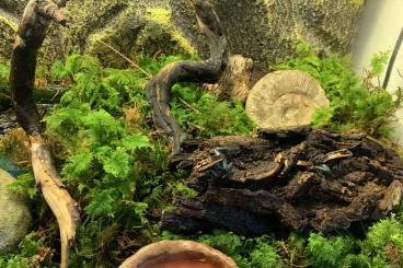Pfeilgiftfrösche kaufen und verkaufen Foto: Phyllobates vittatus Pfeilgiftfrösche abzugeben Pfeilgiftfrösche kaufen und verkaufen Foto: Phyllobates vittatus Pfeilgiftfrösche abzugeben