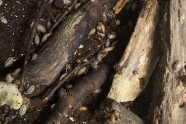 Insekten kaufen und verkaufen Foto: porcellio laevis asseln zum abgeben Insekten kaufen und verkaufen Foto: porcellio laevis asseln zum abgeben