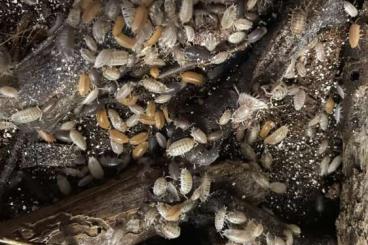 Insekten kaufen und verkaufen Photo: porcellio laevis asseln zum abgeben Insekten kaufen und verkaufen Photo: porcellio laevis asseln zum abgeben