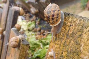 other lizards kaufen und verkaufen Photo: Weinbergschnecken, Cornu Aspersum other lizards kaufen und verkaufen Photo: Weinbergschnecken, Cornu Aspersum