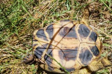 Landschildkröten kaufen und verkaufen Foto: Biete 6 Vierzehen Landschildkröten Männchen 