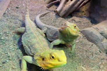 Bearded dragons kaufen und verkaufen Photo: 2 Bartagame inclusive Terrarium und Zubehör zu verkaufen Bearded dragons kaufen und verkaufen Photo: 2 Bartagame inclusive Terrarium und Zubehör zu verkaufen