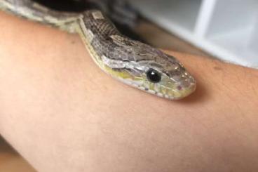 Colubrids kaufen und verkaufen Photo: Kornnatter 7,5 Jahre alt grau Colubrids kaufen und verkaufen Photo: Kornnatter 7,5 Jahre alt grau