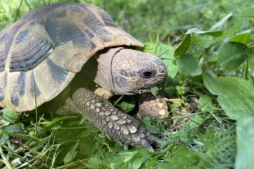 Landschildkröten kaufen und verkaufen Foto: Zwei männliche Testudo hermanni boettgerie, NZ 2019 Landschildkröten kaufen und verkaufen Foto: Zwei männliche Testudo hermanni boettgerie, NZ 2019