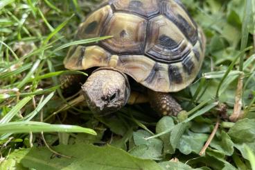 Landschildkröten kaufen und verkaufen Foto: Gruppe Testudo hermanni boettgeri, NZ 2023/2024 Landschildkröten kaufen und verkaufen Foto: Gruppe Testudo hermanni boettgeri, NZ 2023/2024
