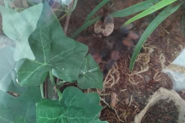 - bird spiders kaufen und verkaufen Photo: Brachypelma emilia weiblich adult - bird spiders kaufen und verkaufen Photo: Brachypelma emilia weiblich adult