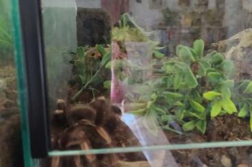 Vogelspinnen kaufen und verkaufen Foto: Lasiodorides striatus Weibchen adult Vogelspinnen kaufen und verkaufen Foto: Lasiodorides striatus Weibchen adult