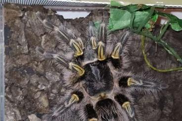 Vogelspinnen kaufen und verkaufen Foto: Grammostola pulchripes Weibchen adult Vogelspinnen kaufen und verkaufen Foto: Grammostola pulchripes Weibchen adult
