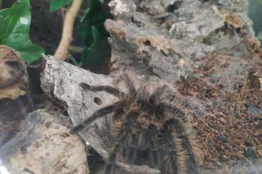 Vogelspinnen kaufen und verkaufen Foto: Brachypelma albopilosum subadult Vogelspinnen kaufen und verkaufen Foto: Brachypelma albopilosum subadult