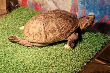 Schildkröten kaufen und verkaufen Foto: Moschusschildkröte weiblich Schildkröten kaufen und verkaufen Foto: Moschusschildkröte weiblich
