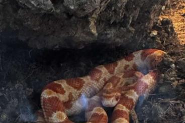 Snakes kaufen und verkaufen Photo: 2 Kornnatter inkl. Terrarium Snakes kaufen und verkaufen Photo: 2 Kornnatter inkl. Terrarium