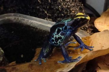 Poison dart frogs kaufen und verkaufen Photo: dendrobates Tinctorius "Robertus" alter: 10 Monate Poison dart frogs kaufen und verkaufen Photo: dendrobates Tinctorius "Robertus" alter: 10 Monate