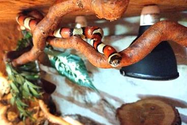Nattern ungiftige kaufen und verkaufen Foto: Königsnatter lampropeltis ruthveni Nattern ungiftige kaufen und verkaufen Foto: Königsnatter lampropeltis ruthveni