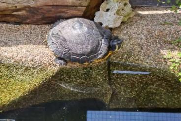 Schildkröten kaufen und verkaufen Foto: Gelbwangenschildkröte, weiblich. Schildkröten kaufen und verkaufen Foto: Gelbwangenschildkröte, weiblich.