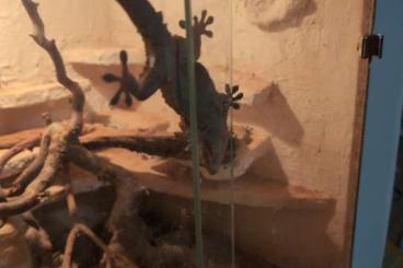Geckos kaufen und verkaufen Photo: Drei Weißpunkt Mauern Gecko Geckos kaufen und verkaufen Photo: Drei Weißpunkt Mauern Gecko
