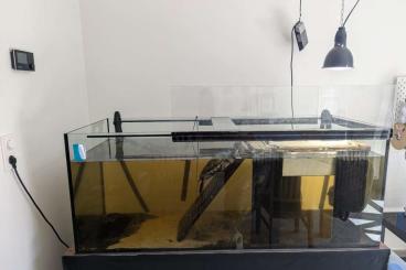 Turtles kaufen und verkaufen Photo: Falsche Landkartenschildkröte + 150 x 60 x 60 cm Aquarium, Pumpe etc. Turtles kaufen und verkaufen Photo: Falsche Landkartenschildkröte + 150 x 60 x 60 cm Aquarium, Pumpe etc.