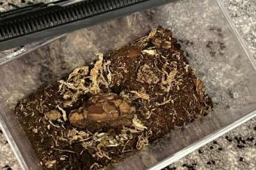 Snakes kaufen und verkaufen Photo: Kornnatter Pantherophis Guattatus Snakes kaufen und verkaufen Photo: Kornnatter Pantherophis Guattatus