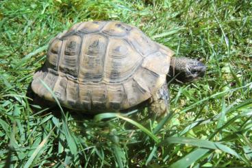 Landschildkröten kaufen und verkaufen Foto: Griechische Landschildkröte Testudo hermanni mänl. 25 Jahre & Gesund ! Landschildkröten kaufen und verkaufen Foto: Griechische Landschildkröte Testudo hermanni mänl. 25 Jahre & Gesund !