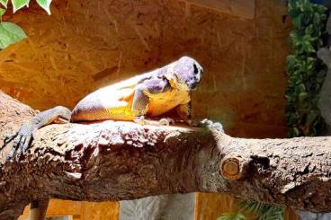 Monitor lizards kaufen und verkaufen Photo: 2 Varanus Varius Weibchen abzugeben! Monitor lizards kaufen und verkaufen Photo: 2 Varanus Varius Weibchen abzugeben!