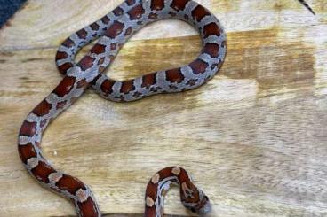 Snakes kaufen und verkaufen Photo: Pantherophis guttatus 2024 Snakes kaufen und verkaufen Photo: Pantherophis guttatus 2024
