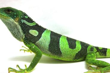 Echsen kaufen und verkaufen Foto: 1.1 Brachylophus fasciatus Fidschi Leguan Echsen kaufen und verkaufen Foto: 1.1 Brachylophus fasciatus Fidschi Leguan