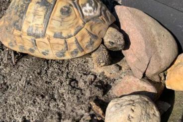Landschildkröten kaufen und verkaufen Foto: 5 weibliche Griechische Landschildkröten mit Papieren abzugeben Landschildkröten kaufen und verkaufen Foto: 5 weibliche Griechische Landschildkröten mit Papieren abzugeben