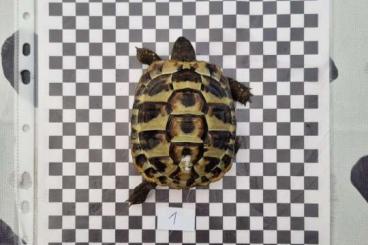 Landschildkröten kaufen und verkaufen Foto: 2 Griechische Landschildkröten mit Papieren abzugeben Landschildkröten kaufen und verkaufen Foto: 2 Griechische Landschildkröten mit Papieren abzugeben