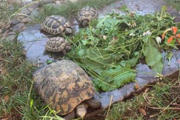 Landschildkröten kaufen und verkaufen Foto: 2 weibliche Griechische Landschildkröten mit Papieren abzugeben Landschildkröten kaufen und verkaufen Foto: 2 weibliche Griechische Landschildkröten mit Papieren abzugeben