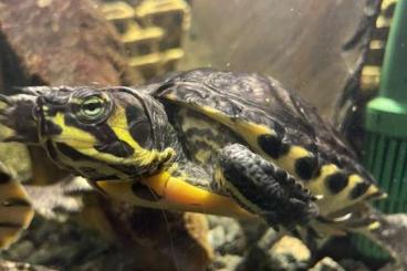 Turtles kaufen und verkaufen Photo: 3 Cumberland-Schmuckschildkröten zu verschenken Turtles kaufen und verkaufen Photo: 3 Cumberland-Schmuckschildkröten zu verschenken