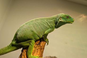 Lizards kaufen und verkaufen Photo: Fidschi Leguan (Brachylophus fasciatus) mit Terrarium Lizards kaufen und verkaufen Photo: Fidschi Leguan (Brachylophus fasciatus) mit Terrarium