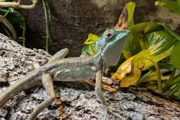 Echsen  kaufen und verkaufen Foto: Helmkopf Basilisk (Laemanctus serratus)
