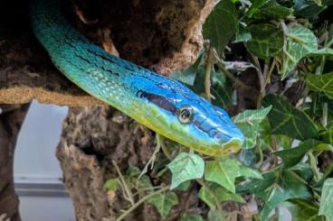 Schlangen kaufen und verkaufen Foto: Asiatische Zügelnatter (Gonyosoma frenatum)