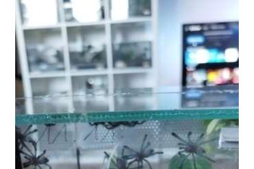- bird spiders kaufen und verkaufen Photo: Ybyrapora diversipes ENZ 6/25