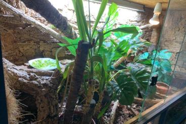 Echsen  kaufen und verkaufen Foto: Fidschileguan (Brachylophus fasciatus) 1.0