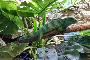 Echsen  kaufen und verkaufen Foto: Fidschileguan (Brachylophus fasciatus) 1.0