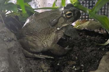 frogs kaufen und verkaufen Photo: Kröte Bufo Alvarius Jungtier frogs kaufen und verkaufen Photo: Kröte Bufo Alvarius Jungtier