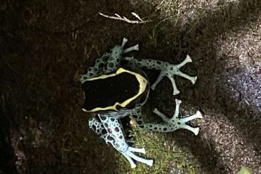 Poison dart frogs kaufen und verkaufen Photo: Dendrobates tinctorius „Graubeiner“ zur Abgabe Poison dart frogs kaufen und verkaufen Photo: Dendrobates tinctorius „Graubeiner“ zur Abgabe