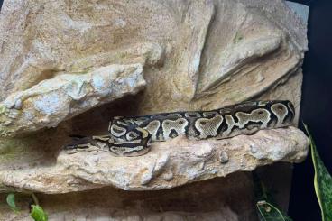 Königspythons kaufen und verkaufen Foto: 0.1 Bongo Königspython in Berlin zu verkaufen (VB)! Königspythons kaufen und verkaufen Foto: 0.1 Bongo Königspython in Berlin zu verkaufen (VB)!