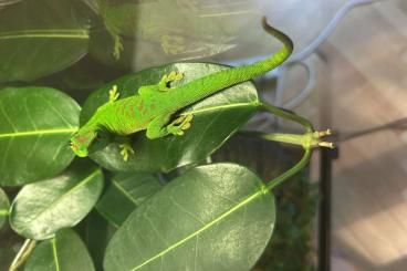 Geckos kaufen und verkaufen Foto: 2 Phelsuma grandis aus eigener Nachzucht