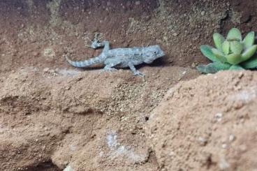 Geckos kaufen und verkaufen Foto: Pristurus Carteri abzugeben