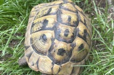 Landschildkröten kaufen und verkaufen Foto: 3 griechische Landschildkröten