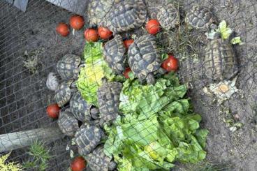 Landschildkröten kaufen und verkaufen Foto: Griechische Landschildkröten zu verkaufen