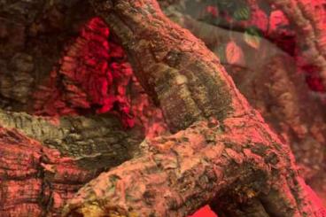 Geckos kaufen und verkaufen Foto: Leopardengecko Männchen ca 3 Jahre alt.