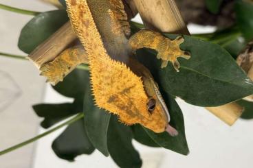Geckos kaufen und verkaufen Foto: Kronengecko Männchen – Tricolor Harlequin mit Pinstripe