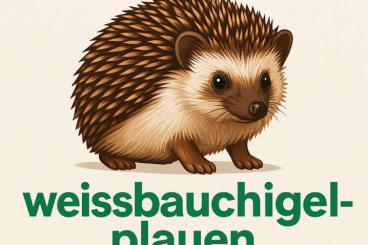 Exotic mammals kaufen und verkaufen Photo: Afrikanische Weißbauchigel 