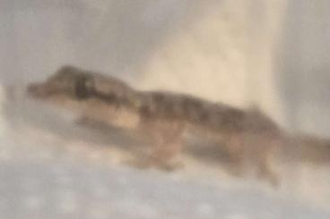 Geckos kaufen und verkaufen Foto: Asiatischer Hausgecko Nachwuchs 