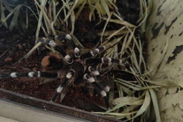 Vogelspinnen kaufen und verkaufen Foto: Acanthoscurria geniculata Männchen abzugeben. Vogelspinnen kaufen und verkaufen Foto: Acanthoscurria geniculata Männchen abzugeben.