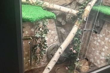 Ball Pythons kaufen und verkaufen Photo: 2 weibliche Königspythons zum Verkaufen Ball Pythons kaufen und verkaufen Photo: 2 weibliche Königspythons zum Verkaufen