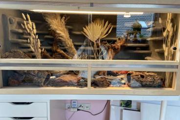 Geckos kaufen und verkaufen Photo: Leopardgecko Mathilda und Lisbeth suchen ein neues Zuhause Geckos kaufen und verkaufen Photo: Leopardgecko Mathilda und Lisbeth suchen ein neues Zuhause