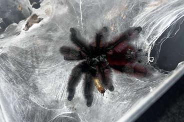 Vogelspinnen kaufen und verkaufen Foto: 1.0 Caribena versicolor adult, RH 03/2025